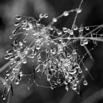 Beautiful Tangled Mess von Kitsmumma Fine Art Photography