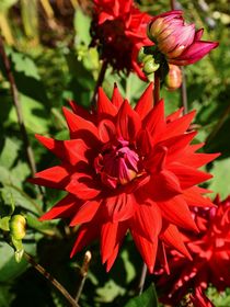 Rote Dahlienblüte von gscheffbuch