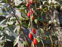 Goijbeeren in Papas Garten von Nicole Bäcker