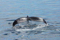 cape cod ... lovely giants of the sea 2 by meleah