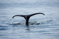 cape cod ... lovely giants of the sea 3 von meleah