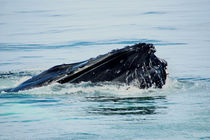 cape cod ... lovely giants of the sea 1 by meleah