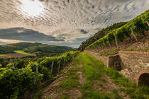 Weinbau bei Schlossböckelheim by Erhard Hess