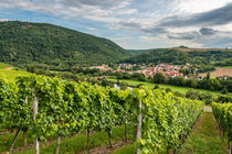 Weinbau bei Oberhausen 9 von Erhard Hess