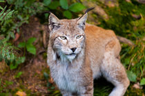 Luchs von jarek