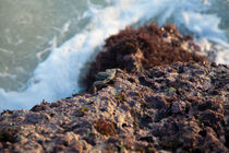 Crabby, Tanah Lot by Tasha Komery