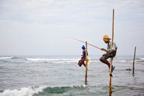 Stilt fishermen, Welligama von Tasha Komery
