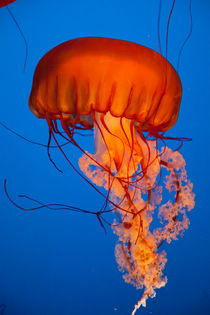Jellyfish, Vancouver Aquarium, BC, Canada von Tasha Komery