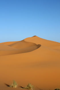 Swooping dune, Sahara by Tasha Komery