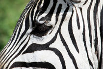 Zebra, Ngorongoro Crater by Tasha Komery