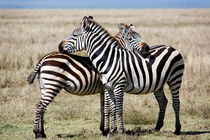 Stripes, Serengeti by Tasha Komery