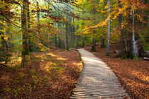 Autumn Pathway, Plitvice, Croatia von Tasha Komery