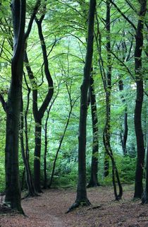 NUßBAUMER WALD von Ivonne Wentzler