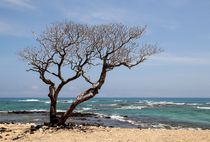 Lonely tree by Bruno Schmidiger