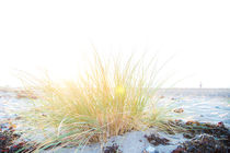 Gras am Strand by Ruby Lindholm