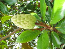 Samenstand am Magnolienbaum von Karin Fricke