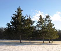 Winter Pines, 2013 by Caitlin McGee