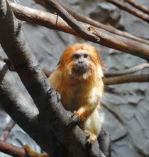 Golden Lion Tamarin, 2013 von Caitlin McGee