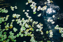 Lily Pads von Patrycja Polechonska