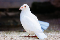 White Dove von Patrycja Polechonska