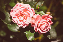 Pink Roses by Patrycja Polechonska