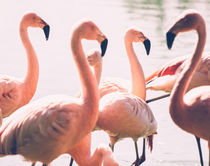 Pink Flamingo Flock von Patrycja Polechonska