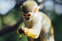 Squirrel Monkey and Plume by Patrycja Polechonska