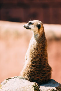 The Lonely Meerkat by Patrycja Polechonska