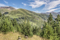 The Puigmal seen from the ‘Collet de les Barraques’ (Catalan Pyrenees) by Marc Garrido Clotet