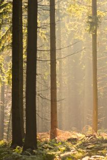 Eikamper Wald von Ivonne Wentzler