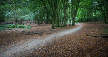 Dynevor castle woods by Leighton Collins