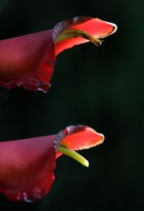 Duo in Rot von Bruno Schmidiger