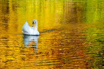 Schwan im Schwetzinger Schlosspark by Katrin Raabe