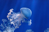 Phyllorhiza Punctata jellyfish by Antonio Scarpi