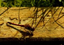 libelles schatten - shade of dragonfly von mateart