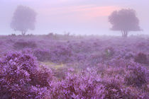 Heathland in full bloom at sunrise von Sara Winter