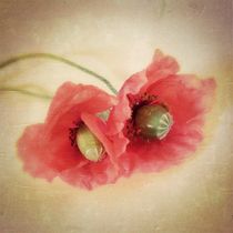 Pair of Poppies - Mohnpärchen by Tania Konnerth