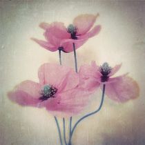 Dancing Poppies - Tanzender Mohn by Tania Konnerth