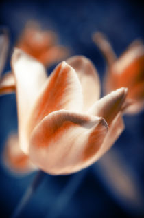 Tulips with Indigo Background von cinema4design