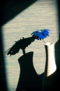 Blue Gerbera by cinema4design