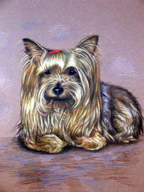 Yorkshire Terrier von Nicole Zeug