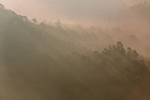 Schatten im Nebelwald von Walter Layher