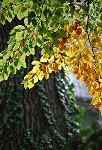 Wenn Farben herbstkräftig fließen... von loewenherz-artwork