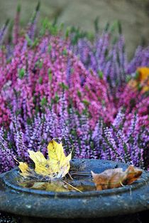 Herbstleuchten 2 von loewenherz-artwork