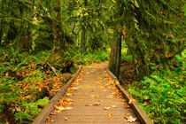 Path through lush temperate rainforest by Sara Winter