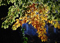 Wenn Farben herbstkräftig fließen... 2 von loewenherz-artwork