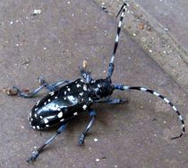 Kamikiri-mushi (Japanese Paper-Cutter Beetle) von Richard H. Jones