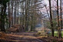 Waldweg von Dietmar Wolf