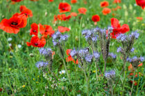 Summer Wild Flowers 2 by David Tinsley