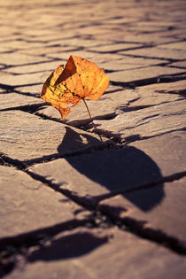 Herbstschatten von sylbe